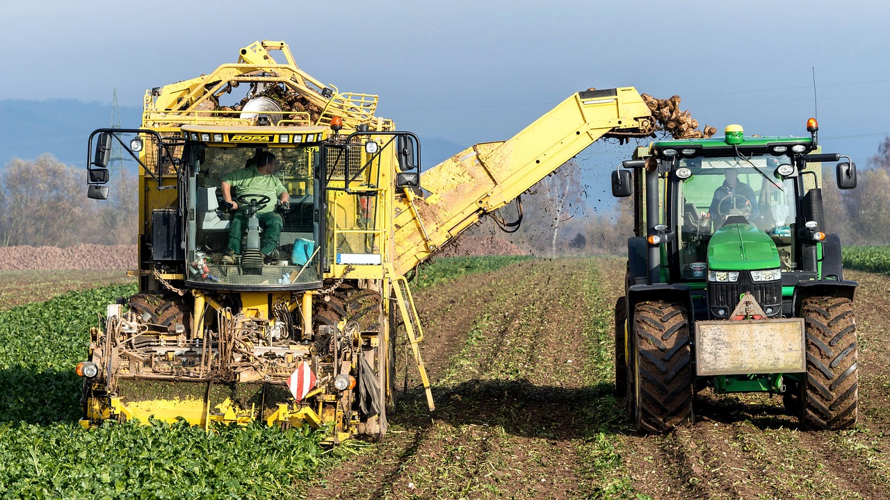 Grain harvest with a combine