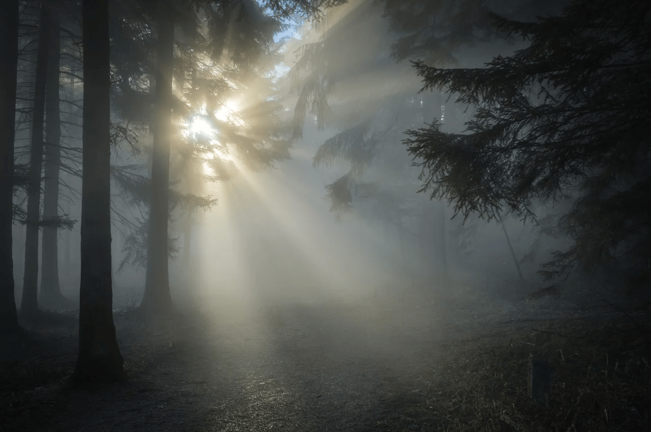 Sunbeams in a forest